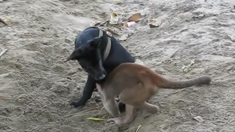 Capuchin Monkeys Playing With Cute Puppy