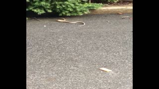 Snake crawl and climb in the garden