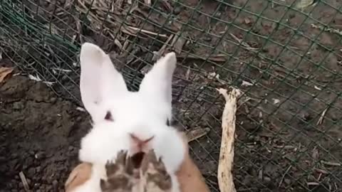 RABBIT, OMG Animals SOO Cute! AWW Cute baby animals, CUTEST moment