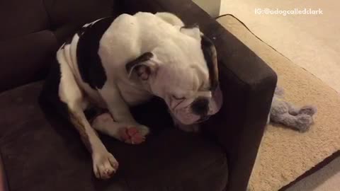 Bulldog on armrest slowly falls asleep
