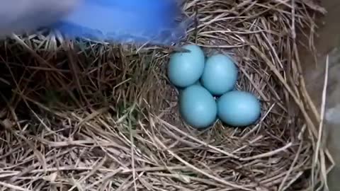 blue bird nesting and raising chiks in 45 days