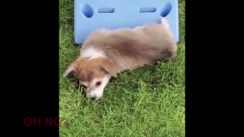 Funny & Cute puppies