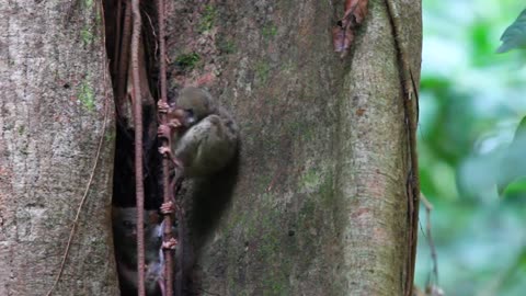 two tarsier monkeys on the tree