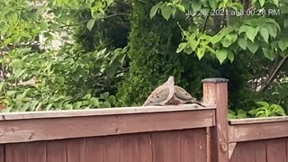 A Summer Afternoon - Mourning Dove