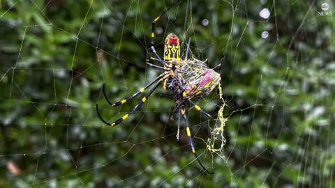 What are the flying venomous Joro spiders that are heading to the East Coast?