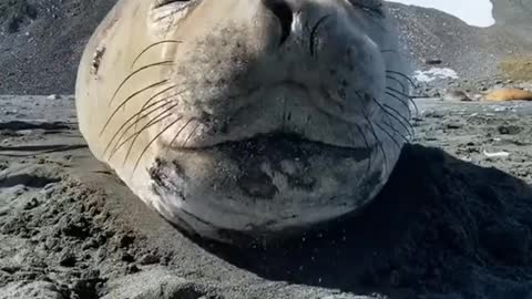 Sneezing Seal