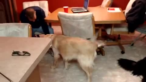 Ronan, the Golden Retriever puppy learning to fetch a beer