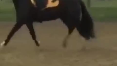 Funny Videos Horse Fall