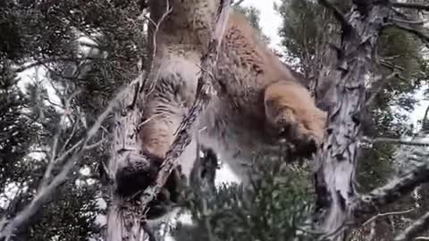 A leopard besieged by hounds can only hide in a tree