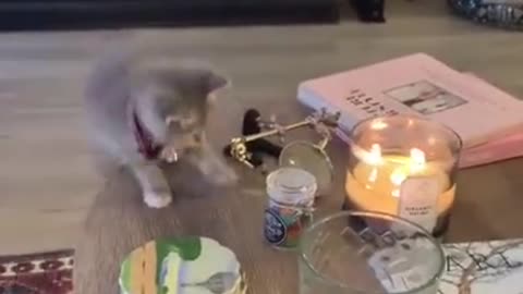 CAT VS FIRE