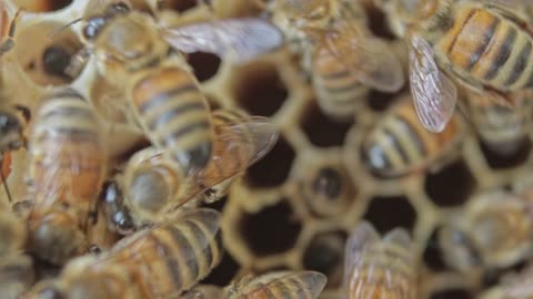 bees working to make honey