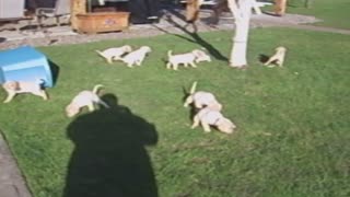 Puppy Litter Pees In Sync