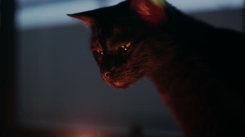 black cat with beautiful red scene