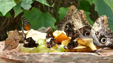 Butterflies Eating Fruits On The Ground