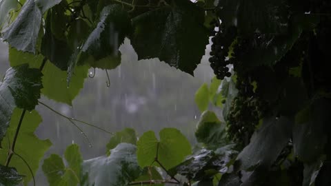 Heavy Downpour Of Rain