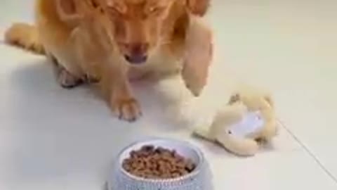 Funniest Video Cats And dogs