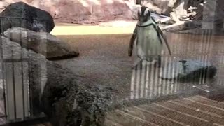 There's a penguin on top @Kyoto-Aquarium