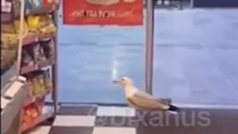 bird enters store and steals snacks