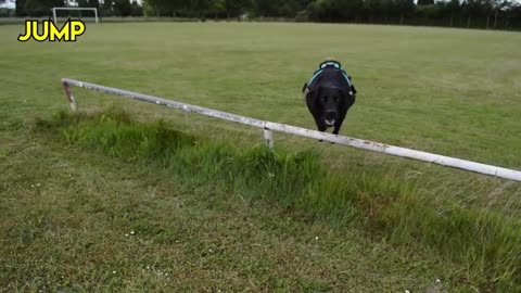 15 Clever Labrador Tricks