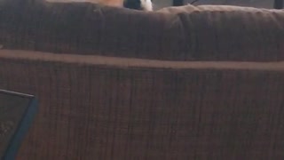 Dog stares after owner gets up from the couch.