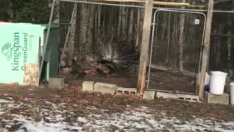 Bud the Peacock chasing his girlfriend 💖