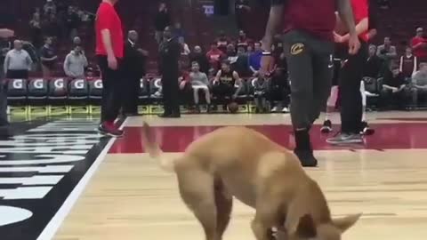 A dog entering a basketball court
