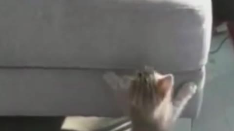 Funny Cat Keeps Kitten From Jumping on Furniture #shorts