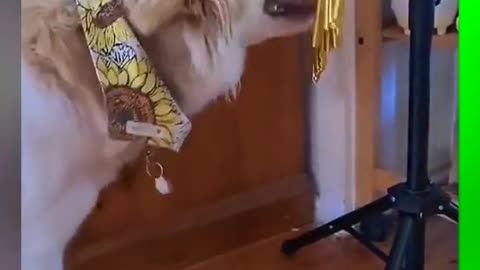 Here comes the dog who likes wind chimes! # cute pet # Dog # cute pet debut plan