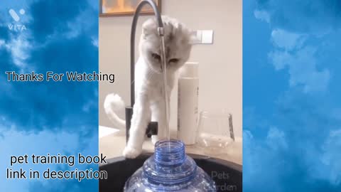 Funny cat video