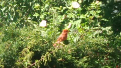 Cardinal