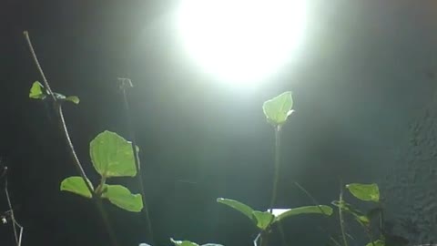 Led reflector illuminates some plants on top of the wall during the night [Nature & Animals]