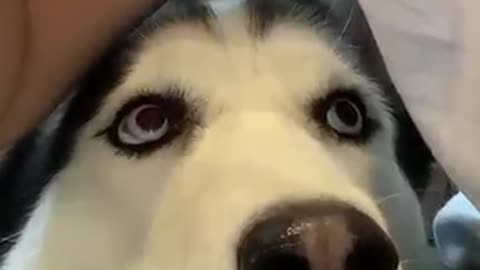 A Husky Gives Funny Reaction To Its Owner When Eating
