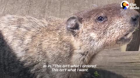 Groundhog Bring His Son To Visit His Human Best Friend