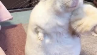 After a flutter brush, this chinchilla enjoys a relaxing cleaning session