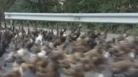 Quacking Road Block