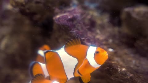 Amazing Marine fish with beauty of Nature