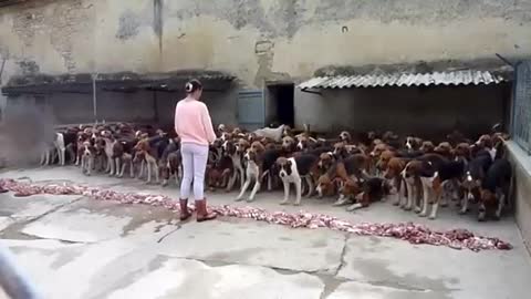 Excellent dog training