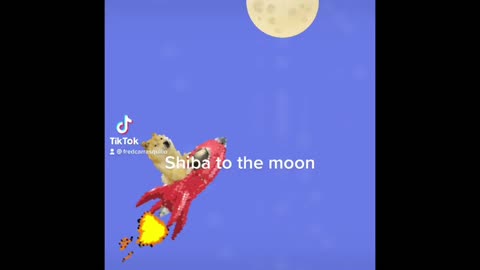 Shiba to the moon