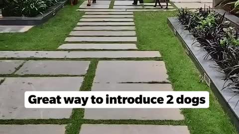 Great way to introduce 2 dogs