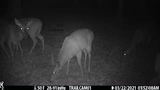 3 Deer (Does) Part 5, 3-22-21