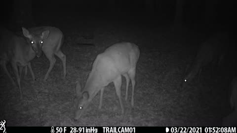 3 Deer (Does) Part 5, 3-22-21