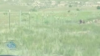 Have You Ever? Ever seen a herd of WHITE BUFFALO running towards you?