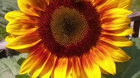 Sunflower Garden Bee