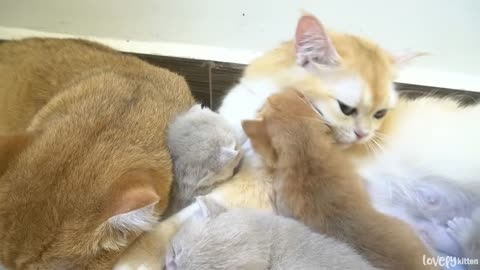 Four tiny kittens with their daddy and mommy. A happy cat family.