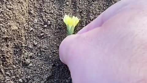 A man finds a dead bee and buries it