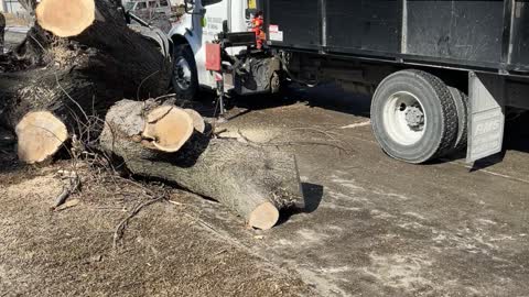 Tree Removal Omaha