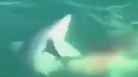 amazing white shark eats another shark