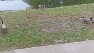 Canadian Geese , Ducks & Maggie