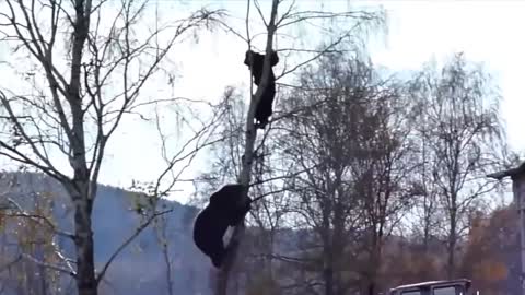 UNBELIEVABLE Bear Attacks with a woman CAUGHT ON CAMERA!