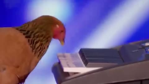 Hen is playing piano excellently.